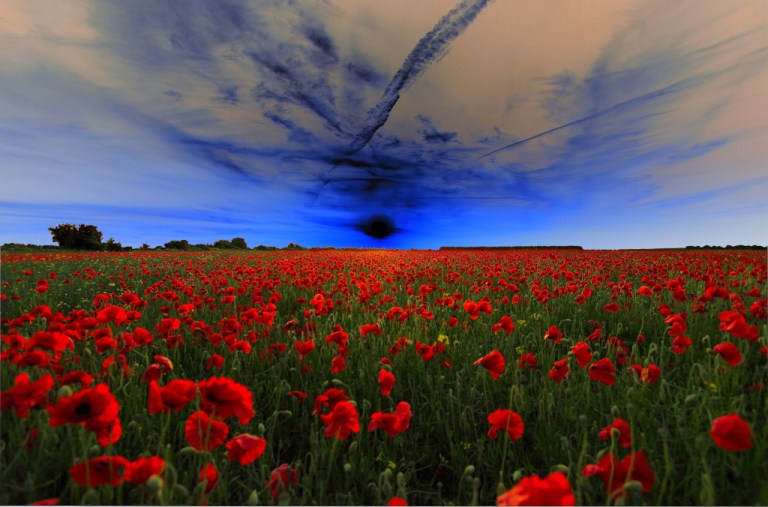 Surreal Poppy Field
